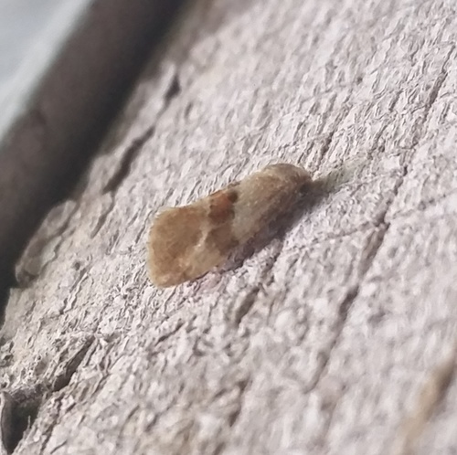 Phalonidia lepidana photo 2