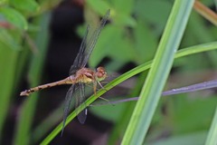 Sympetrum vicinum