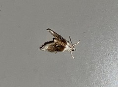 Lipocosmodes fuliginosalis