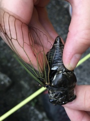 Cryptotympana facialis