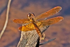 Perithemis tenera