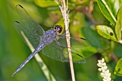 Libellula incesta