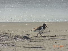 Haematopus palliatus