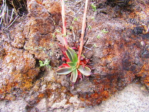 Echeveria mucronata