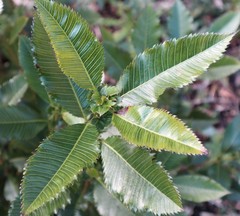 Caldcluvia paniculata