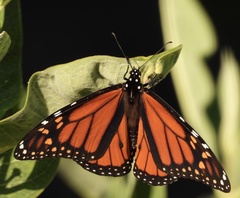 Danaus plexippus