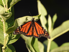 Danaus plexippus