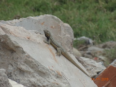 Microlophus peruvianus