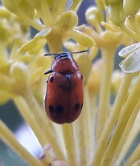 Coptocephala