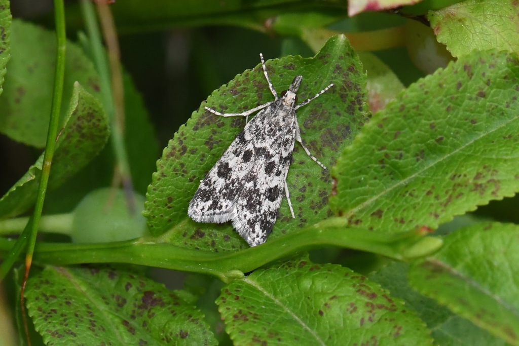 Eudonia petrophila