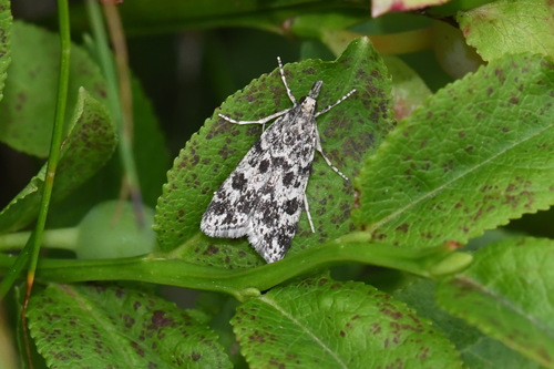 Eudorée des parois