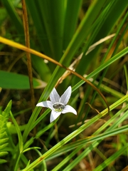 Campanula aparinoides