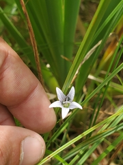 Campanula aparinoides