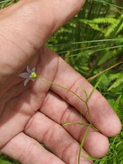 Campanula aparinoides