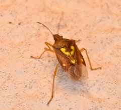Oebalus insularis