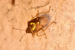 Oebalus insularis