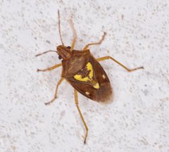 Oebalus insularis