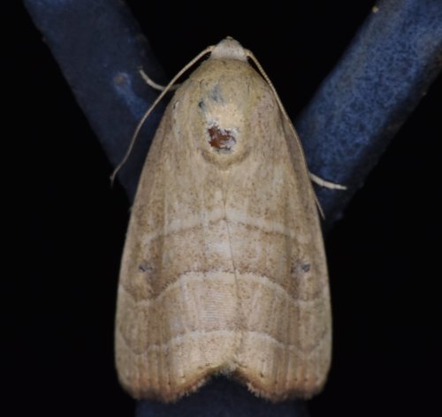 Wavy-lined Mallow Moth photo 2