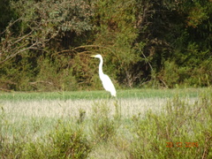 Ardea alba