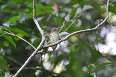 Hemitriccus griseipectus