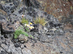 Erigeron salishii