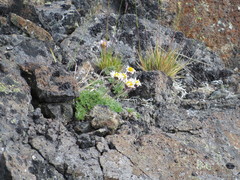 Erigeron salishii