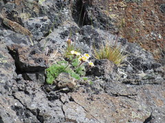 Erigeron salishii