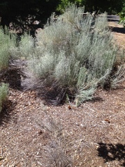 Ericameria nauseosa speciosa