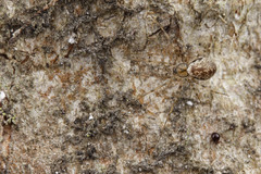 Drapetisca alteranda