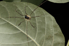 Mitopus