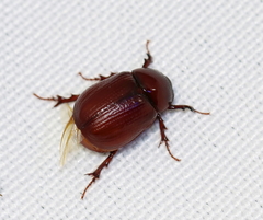 Aphonus