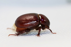 Aphonus