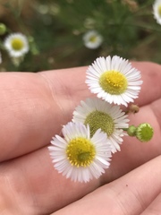 Erigeron strigosus strigosus