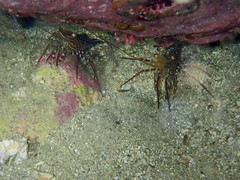 Rhynchocinetes serratus