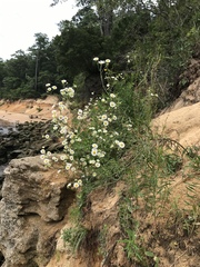Erigeron strigosus strigosus