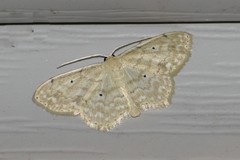 Scopula compensata