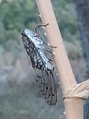 Cicada barbara