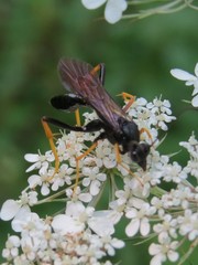 Exetastes suaveolens