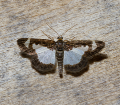Heliomata cycladata