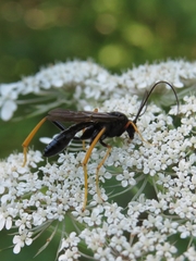 Exetastes suaveolens