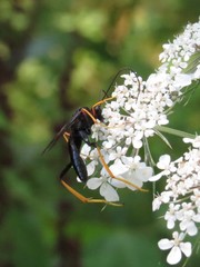 Exetastes suaveolens