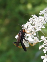 Exetastes suaveolens