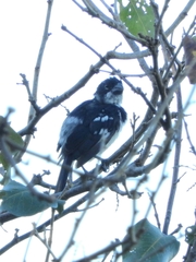 Sporophila americana