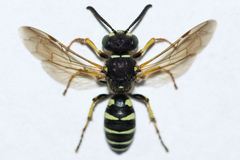 Aphilanthops frigidus