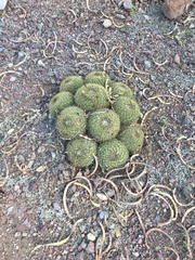 Coryphantha recurvata recurvata