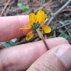 Perymenium buphthalmoides