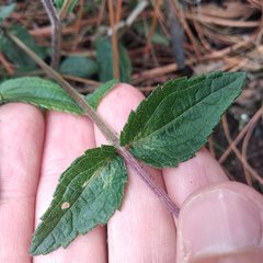 Perymenium buphthalmoides