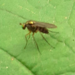 Diptera