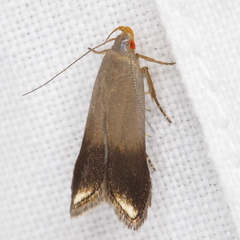 Anacampsis nonstrigella