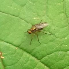 Diptera